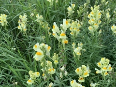 Linaria vulgaris