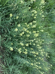 Linaria vulgaris