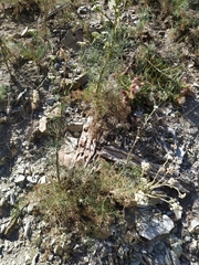 Seseli ponticum