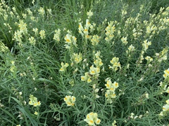 Linaria vulgaris