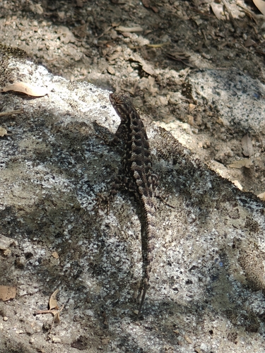 iNaturalist observation photo of Common Sagebrush Lizard
