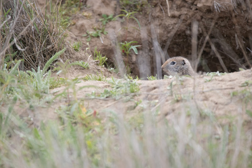 Washington Ground Squirrel observed by redband_