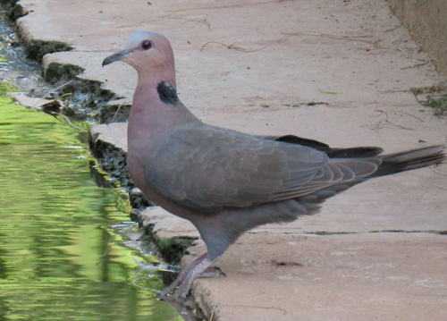 Red-eyed Dove