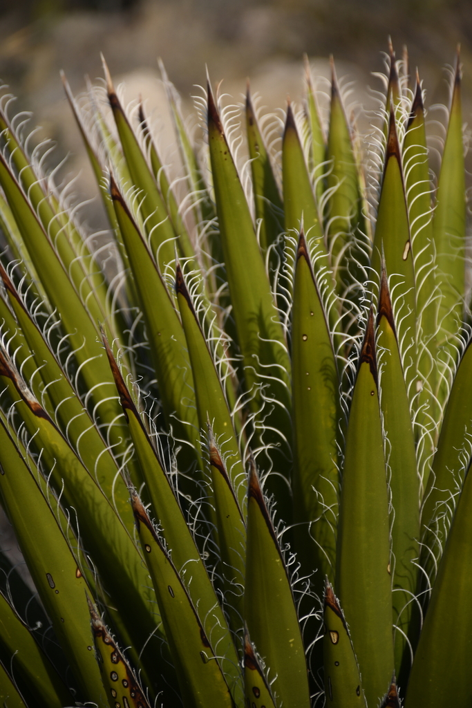 Faxon Yucca