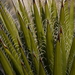 Faxon Yucca - Photo (c) Curren Frasch, some rights reserved (CC BY-NC), uploaded by Curren Frasch