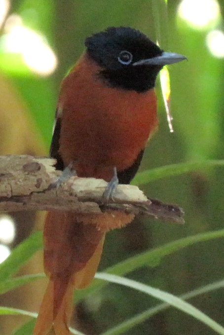 Black-headed Paradise-Flycatcher illustration