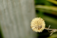 Celmisia armstrongii