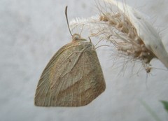Eurema laeta