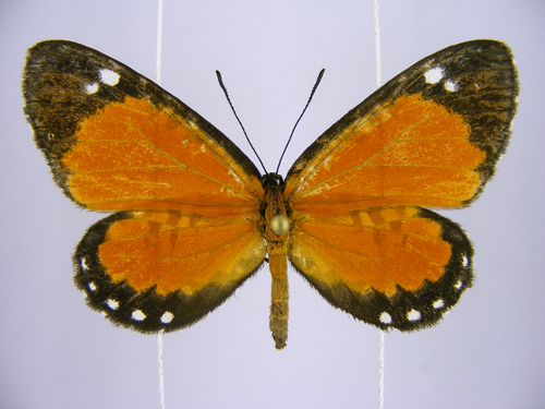 Telipna consanguinea