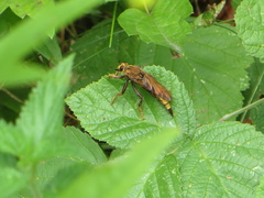 Asilus crabroniformis