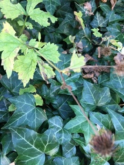 Geum urbanum