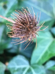 Geum urbanum
