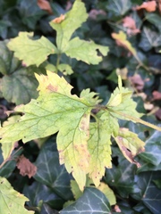 Geum urbanum