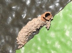 Paraleptomenes miniatus