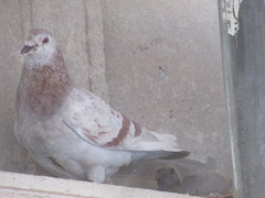 Columba livia domestica