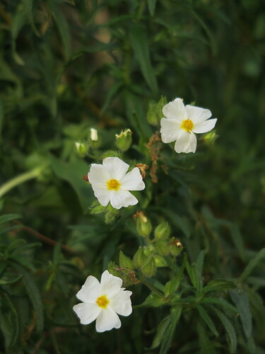 Avistamiento Estepa negra (Cistus monspeliensis)