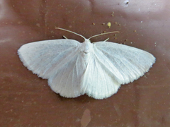Cabera variolaria