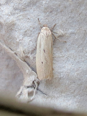 Gonioterma mistrella