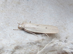 Gonioterma mistrella