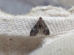 Elophila tinealis