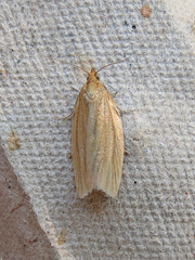 Clepsis clemensiana