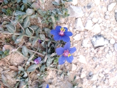 Anagallis