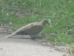 Streptopelia decaocto