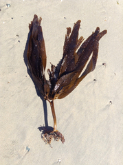 Eisenia arborea