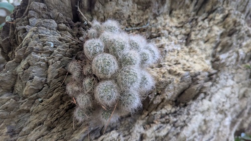 Mammillaria glassii