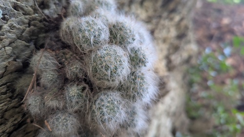 Mammillaria glassii