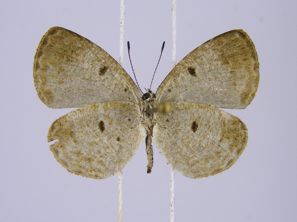 Tetrarhanis ilala