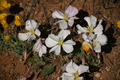 Oenothera albicaulis