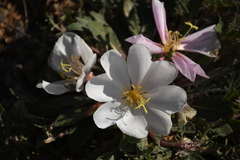 Oenothera albicaulis