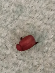 Maladera insanabilis