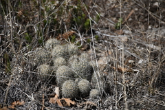 Escobaria organensis