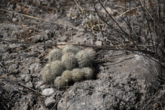 Escobaria organensis