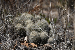 Escobaria organensis