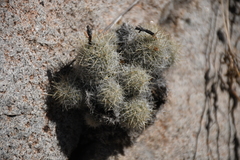 Escobaria organensis