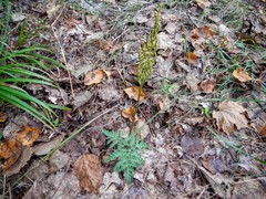 Sceptridium dissectum dissectum