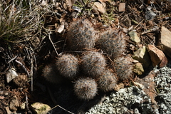 Escobaria organensis