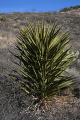 Yucca torreyi