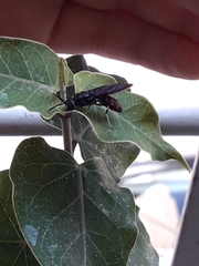 Hermetia illucens