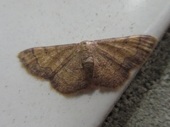 Idaea sugillata