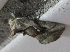 Macdunnoughia purissima