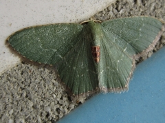 Maxates illiturata