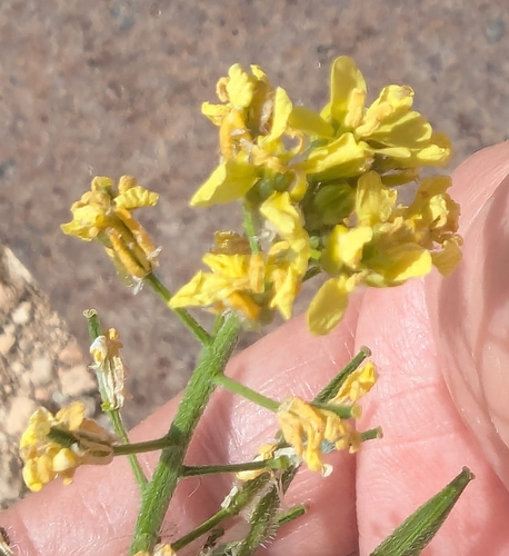 Image of Sinapis alba by no rights reserved