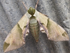 Callambulyx tatarinovii