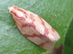 Clepsis pallidana