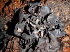 Cordieritidaceae