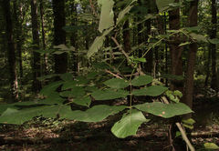 Caryomyia viscidolium